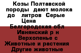 Козы Полтавской породы, дают молока до 5 литров “Серые“ › Цена ­ 5 000 - Белгородская обл., Ивнянский р-н, Верхопенье с. Животные и растения » Другие животные   